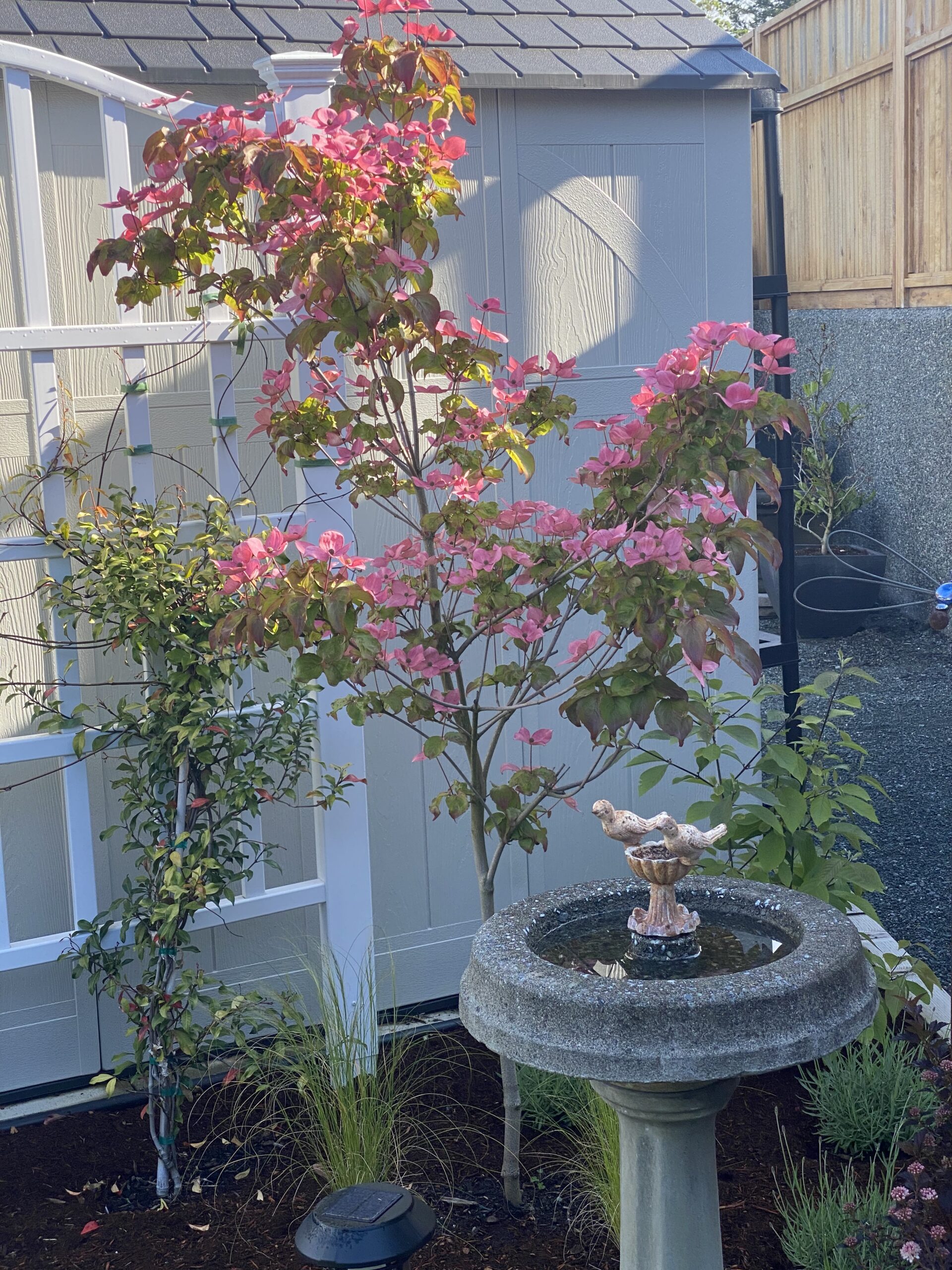 small pink flowering tree next to a bird bath