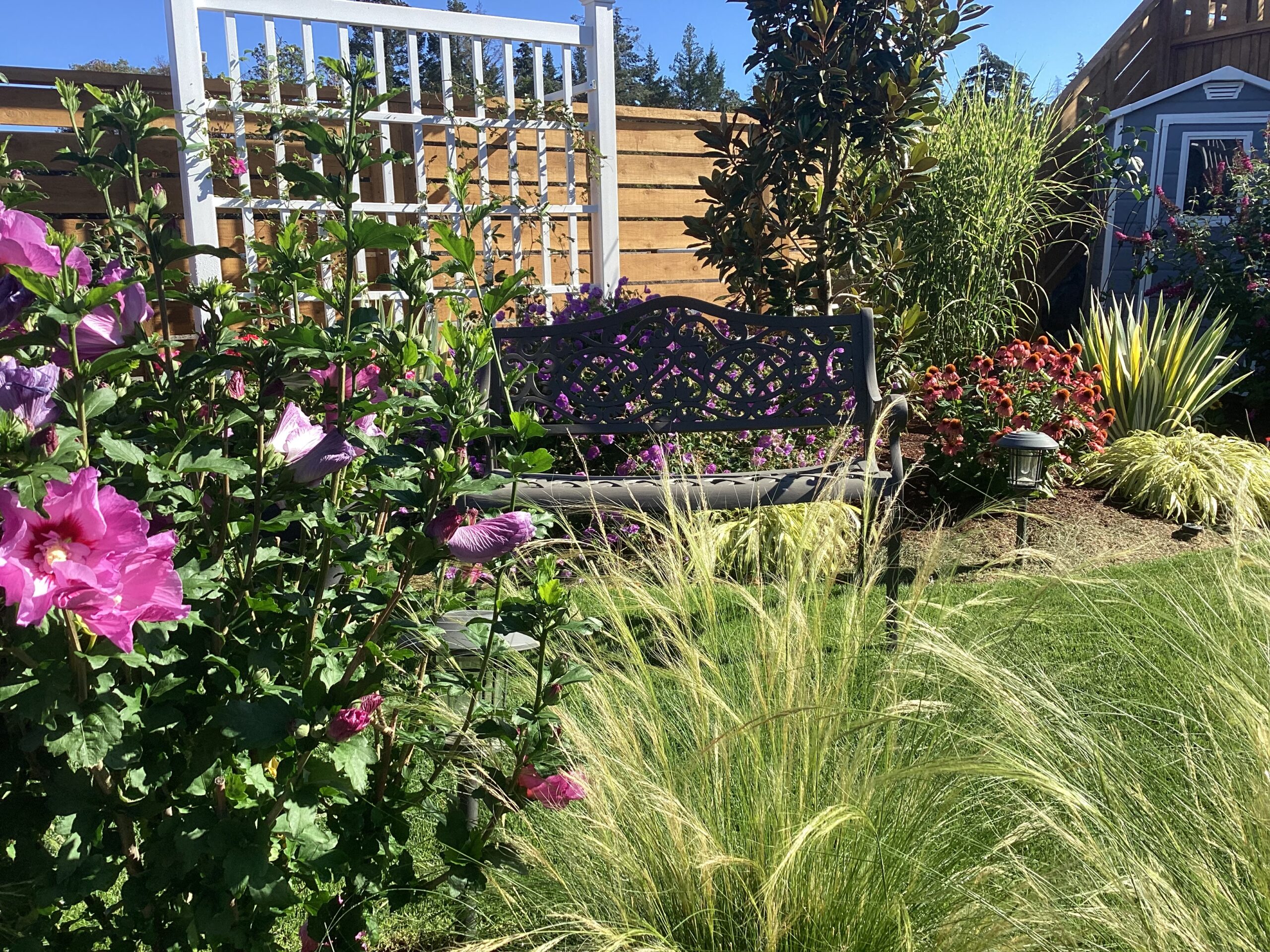 pink hibiscus next to ornamental grass