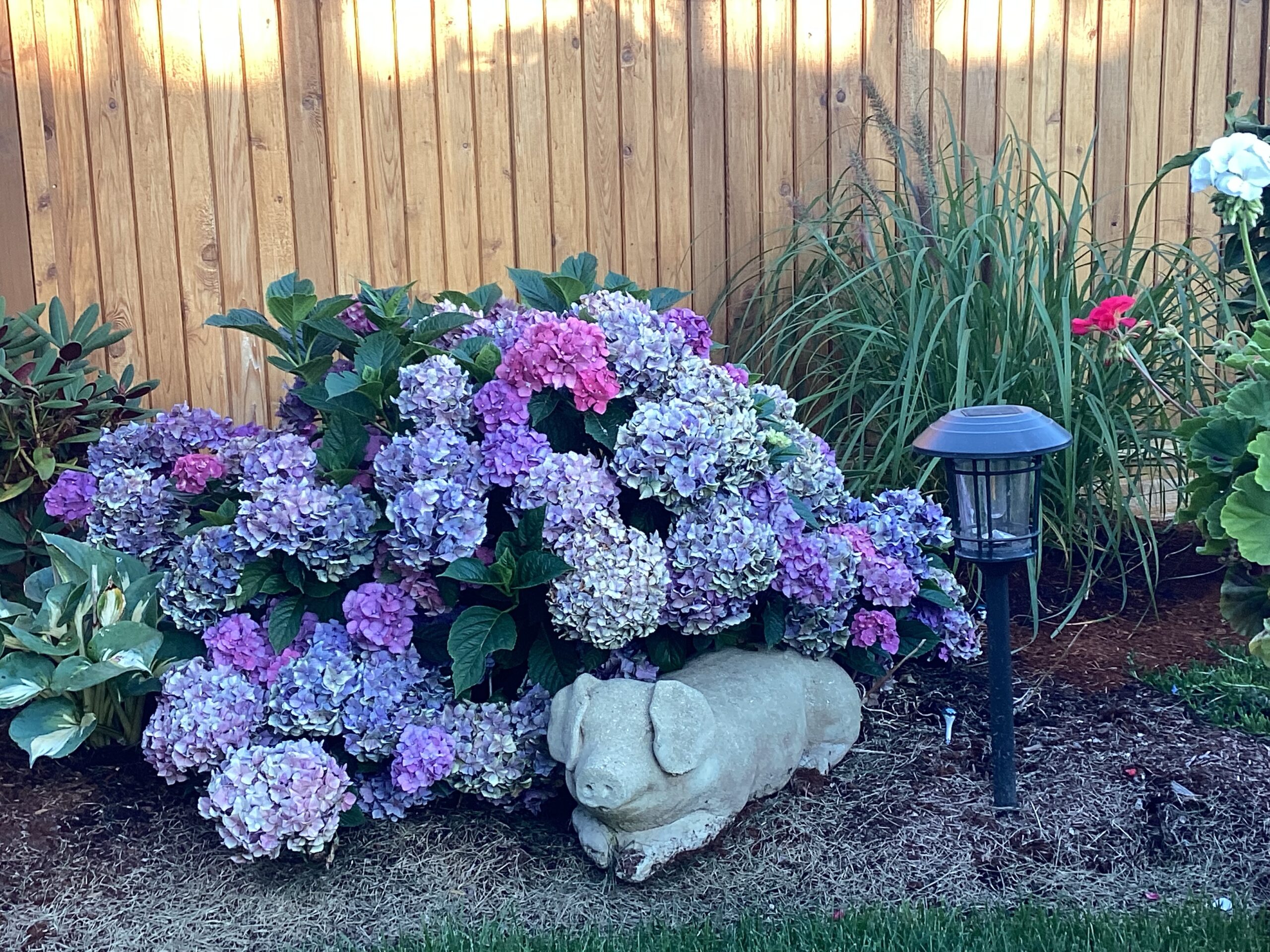 pink and purple hydrangea with a stone pig statue in front