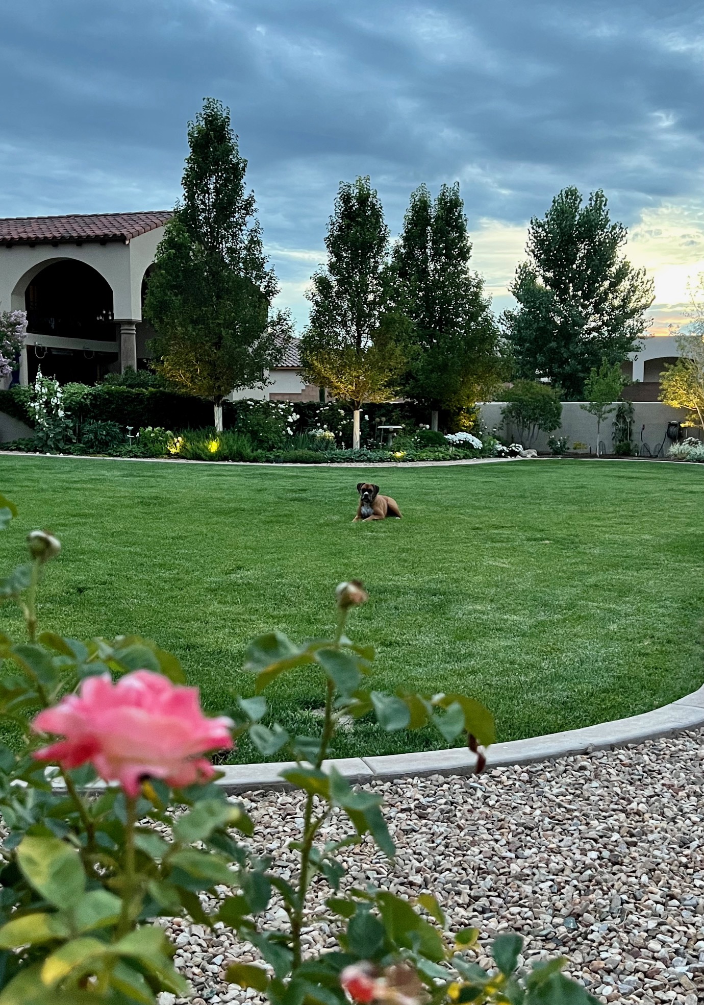 dog sitting in the middle of the lawn
