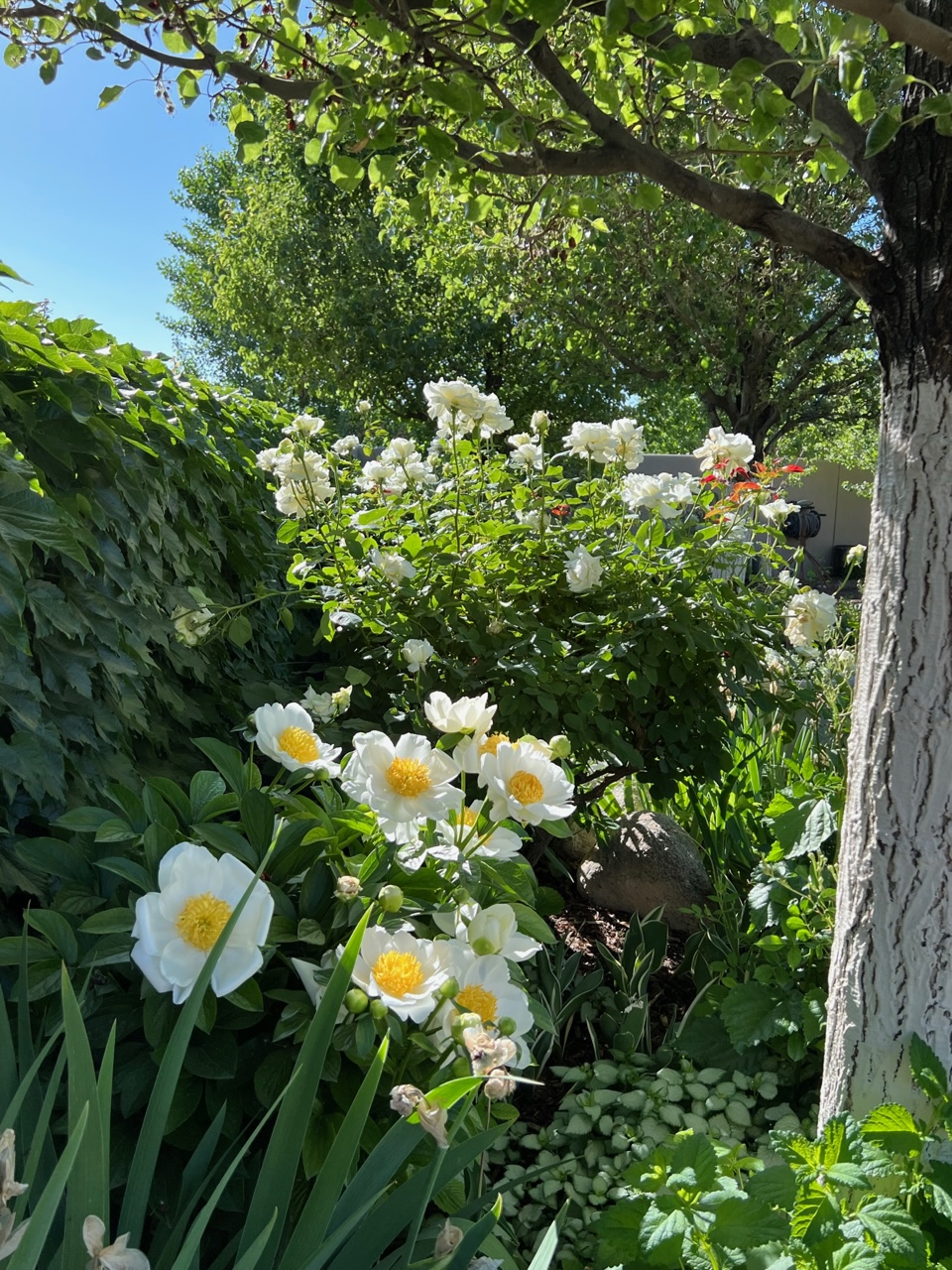 white flowers in the garden