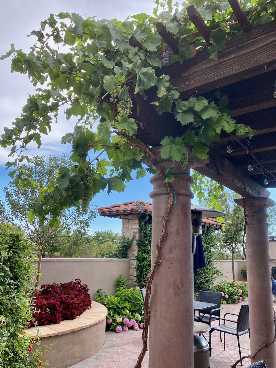 grape fine growing up a garden pergola on patio