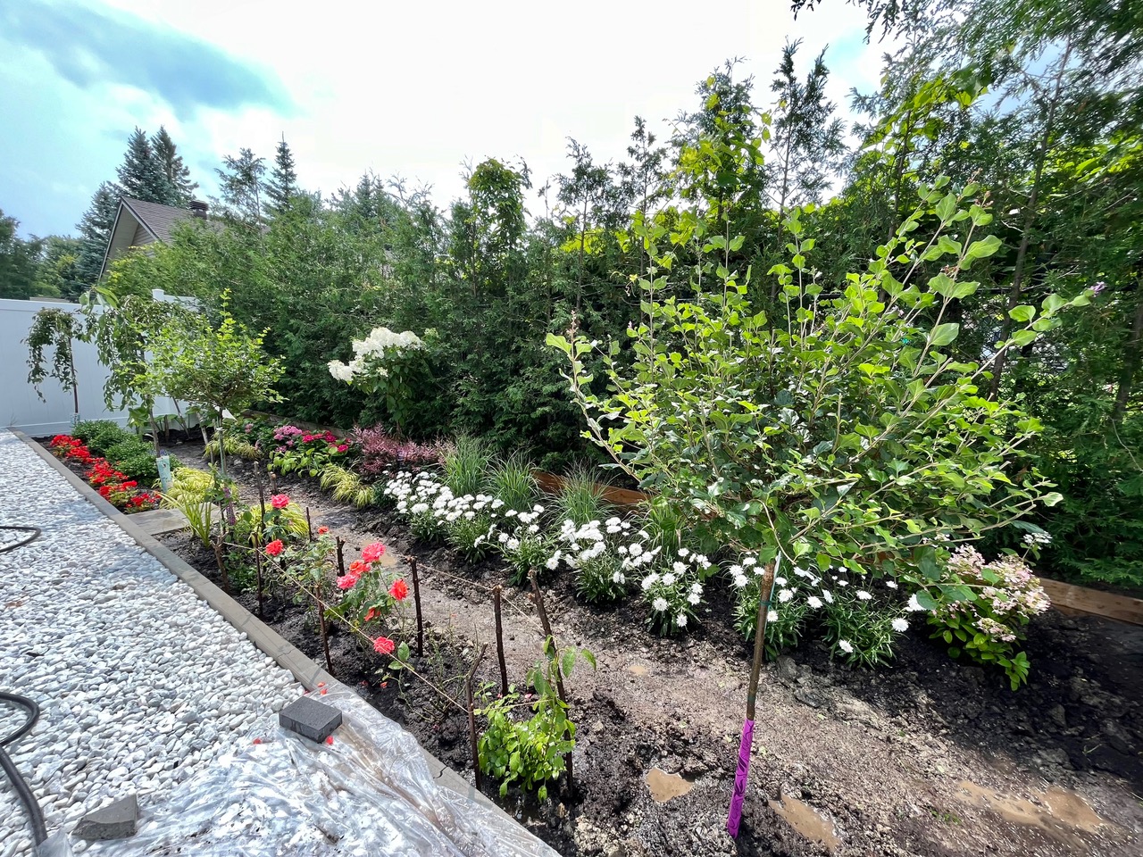 garden bed with new small trees and shrubs added to front
