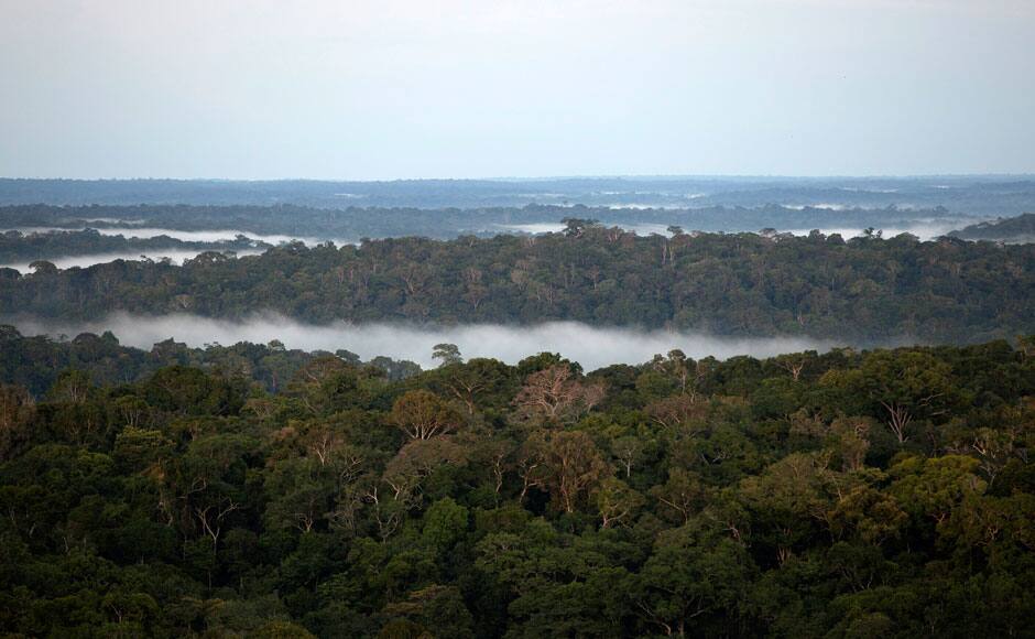 Photos The incredible views from the amazing Amazon Tall Tower