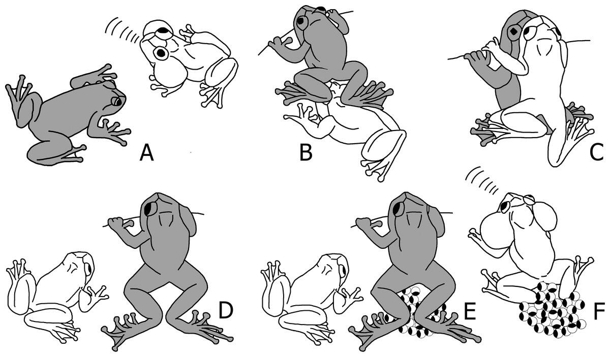 Getting down and dirty: Researchers reveal how Bombay night frogs mate