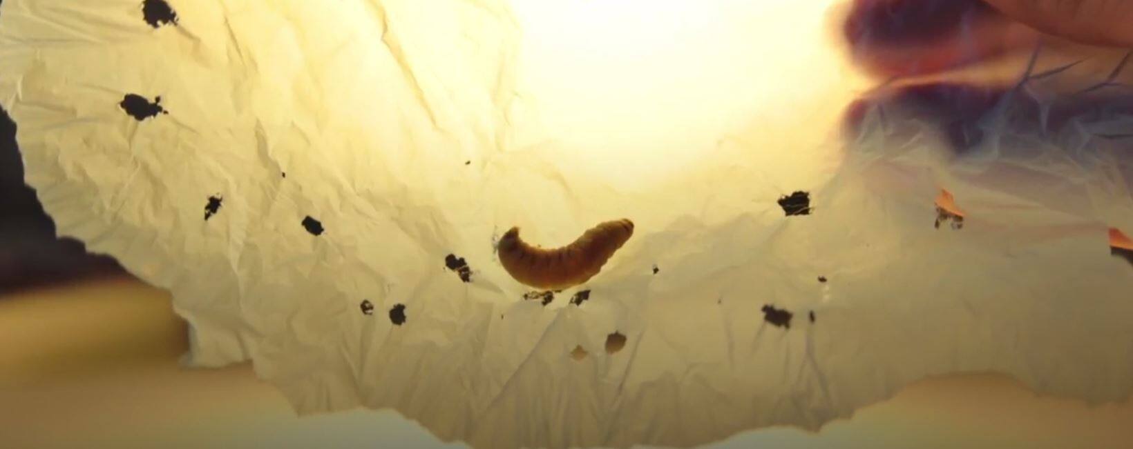 Watch Could this plastic eating worm rid us of our plastic waste