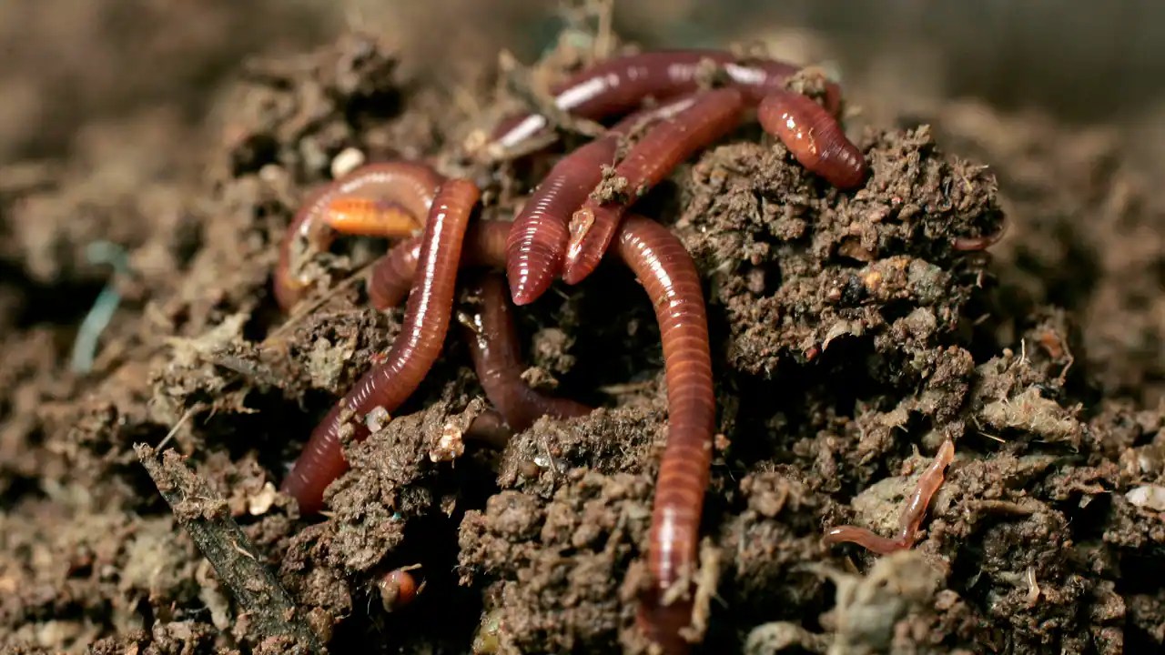 Microplastics in soil are stunting growth of earthworms, key players in