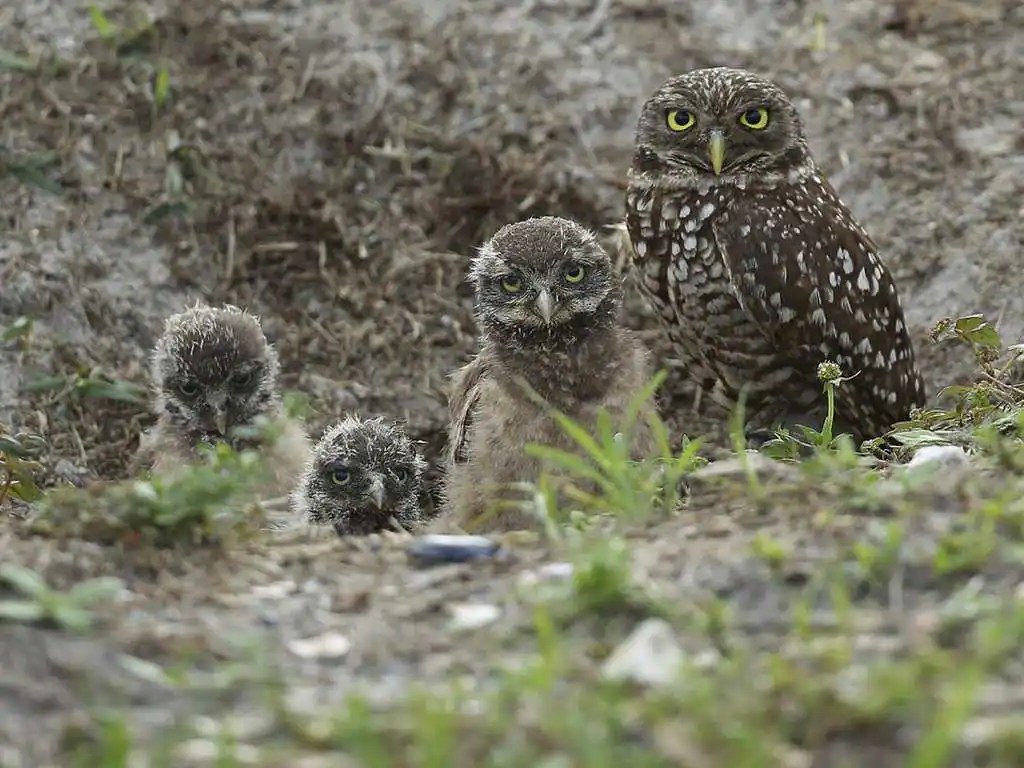 A group of rare owls discovered thriving in nature preserve in Los