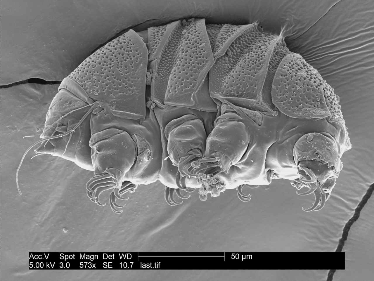 Tiny 'water bears' could teach us how to survive extreme environments