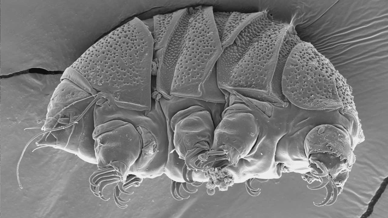 Tiny 'water bears' could teach us how to survive extreme environments, science saysTech News