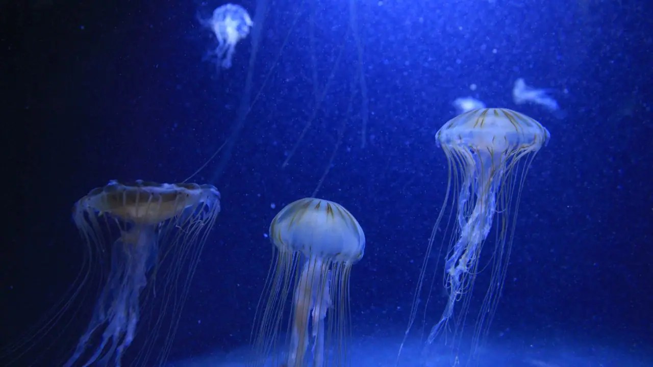 CRISPR antivenom Antidote to world's most venomous sting made with