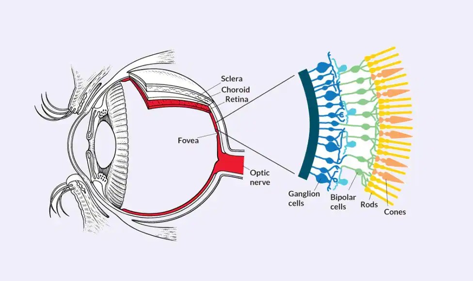 New kind of cell in the eye that perceives brightness discovered by