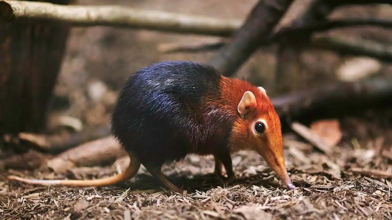 Tiny elephant shrew reappears in two countries after five decades of