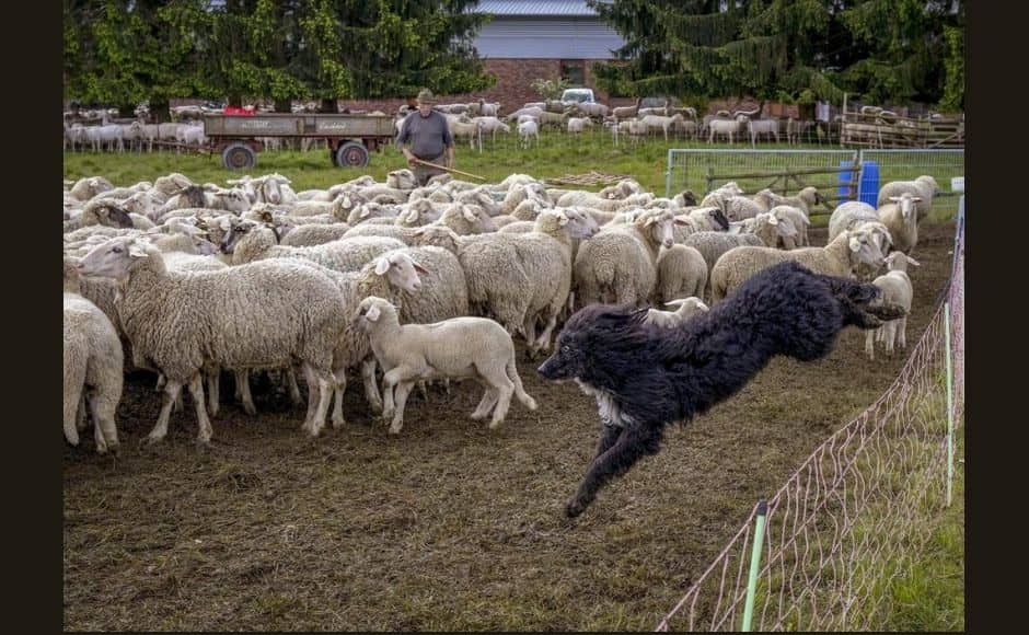In Germany’s Taunus Mountains, it's shearing season for sheep as summer