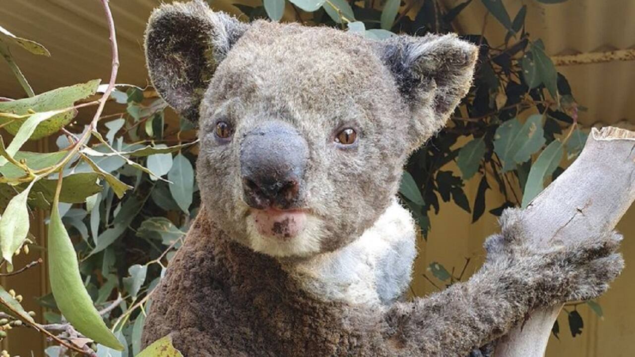 Australia may list Koalas as endangered after population takes