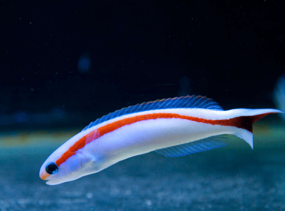 How Some Aquarium Fish Change Color A Fascinating Adaptation