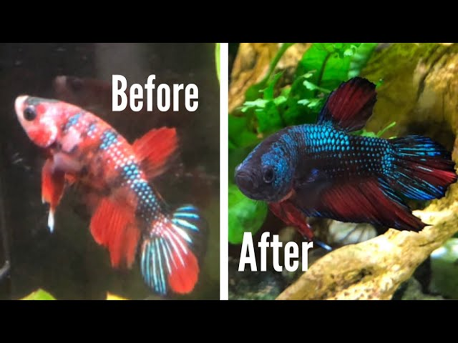 How Some Aquarium Fish Change Color A Fascinating Adaptation