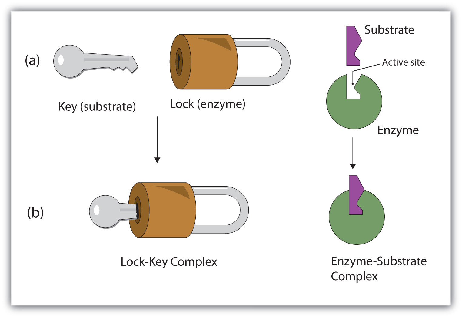 එන්සයිම (Enzymes) උසස්පෙළ ජිවවිද්‍යාව