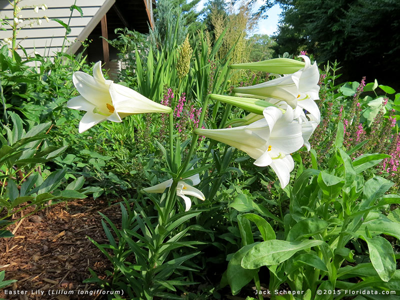 Lilium longiflorum