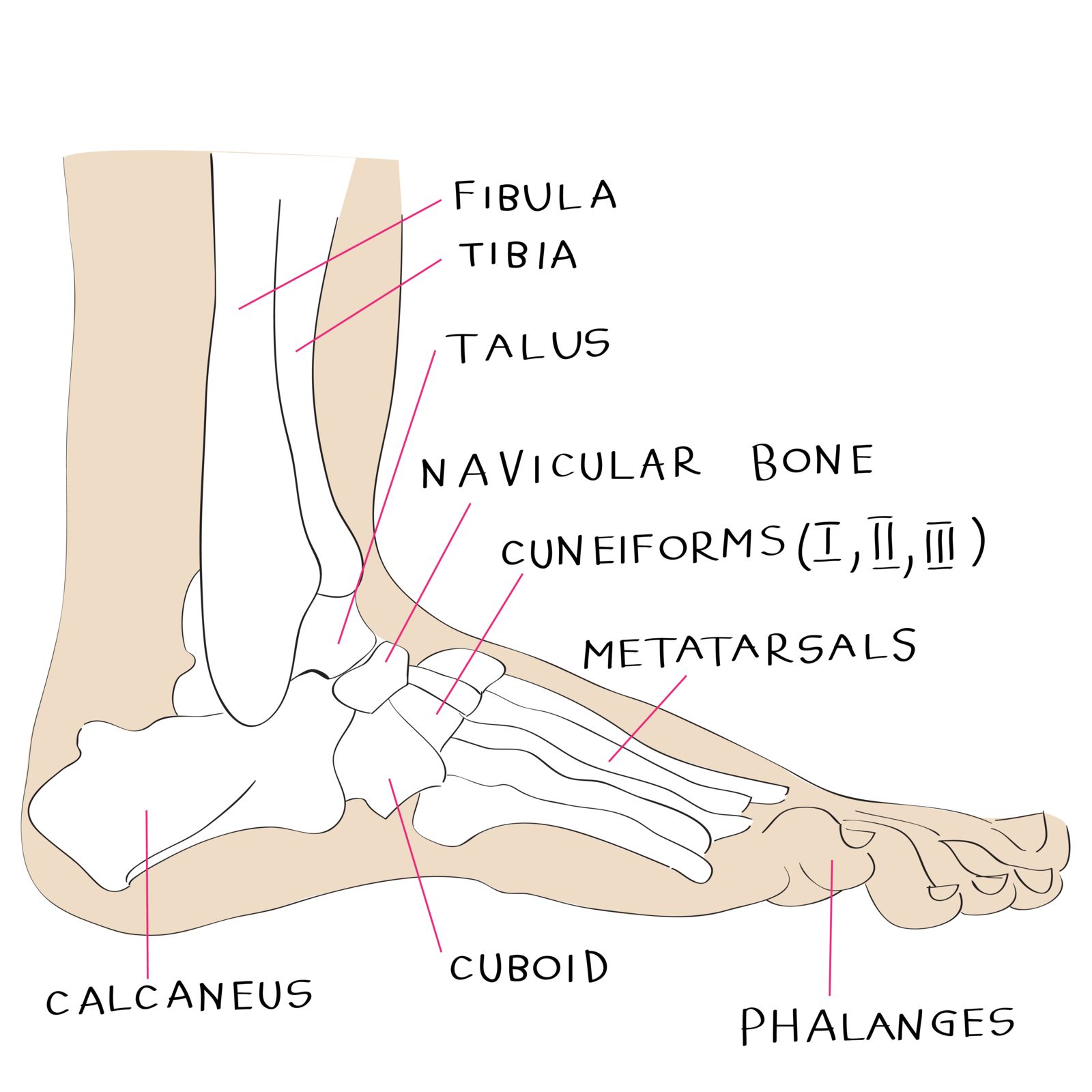 Cuboid Fracture Houston Running Podiatrist Foot Xray Tanglewood