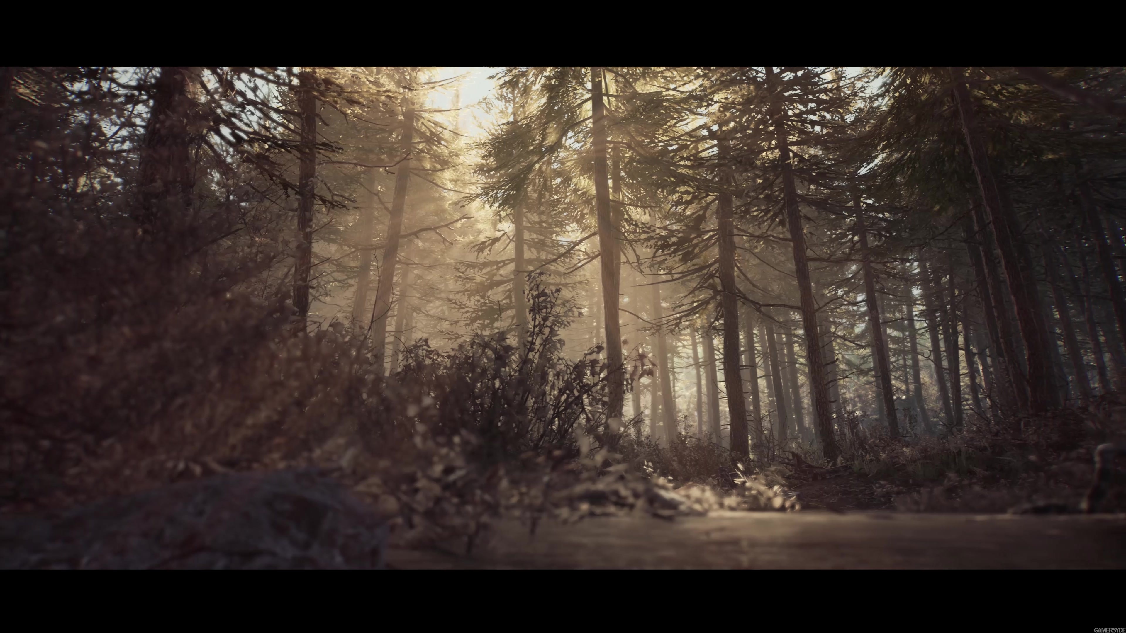Blair Witch 4K Tour Through the Woods High quality stream and