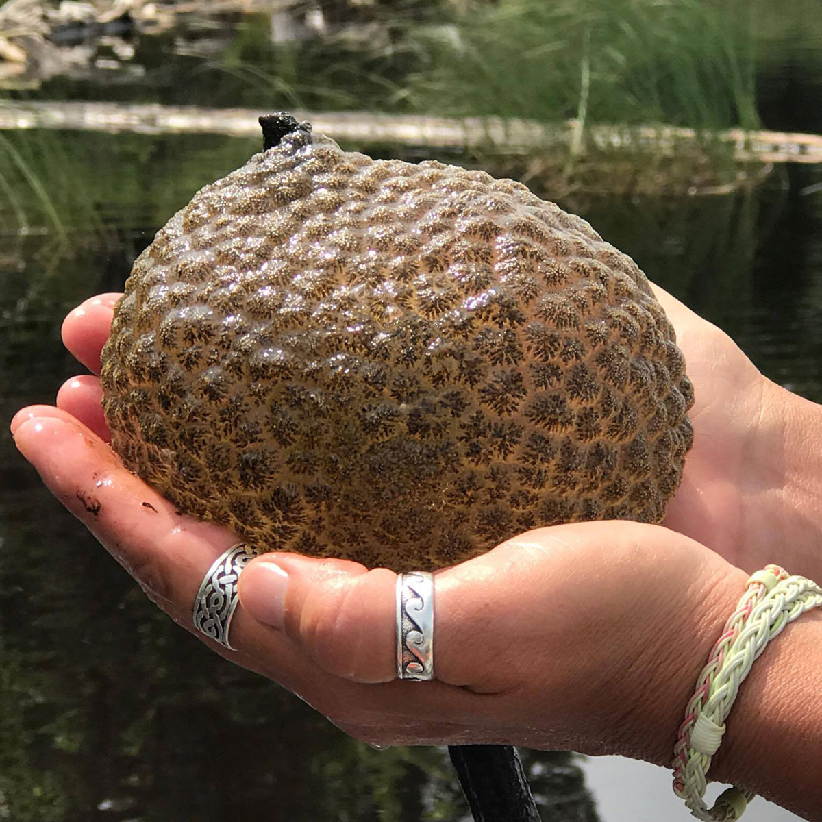 Moss Animals DUN Magazine