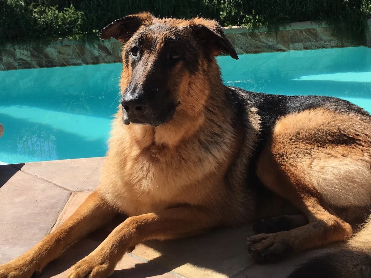 Fundraiser by Kouroush Fassihi Supporting German Shepherd rescue dogs