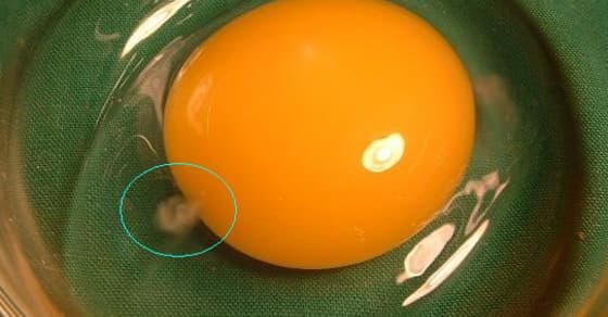 That Weird, White Stringy Thing in Egg Yolks Has FINALLY Been Explained