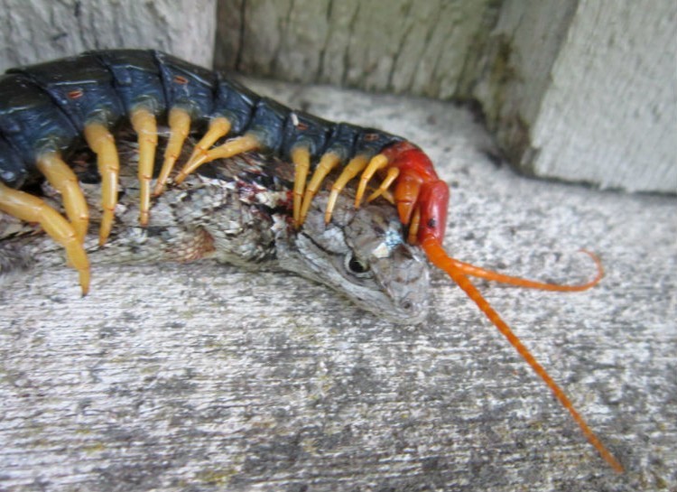 Reasons Why Australia Is Probably the Scariest Place on the