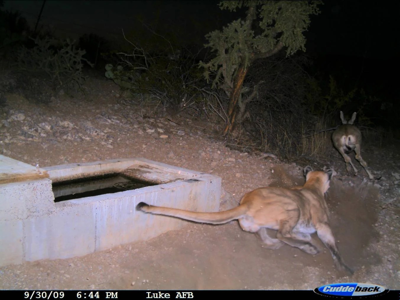 Animals at Their Most Intimate Moments Outrageous Trail Camera