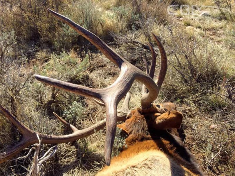 What Gear Do I Need for an Elk Hunt?