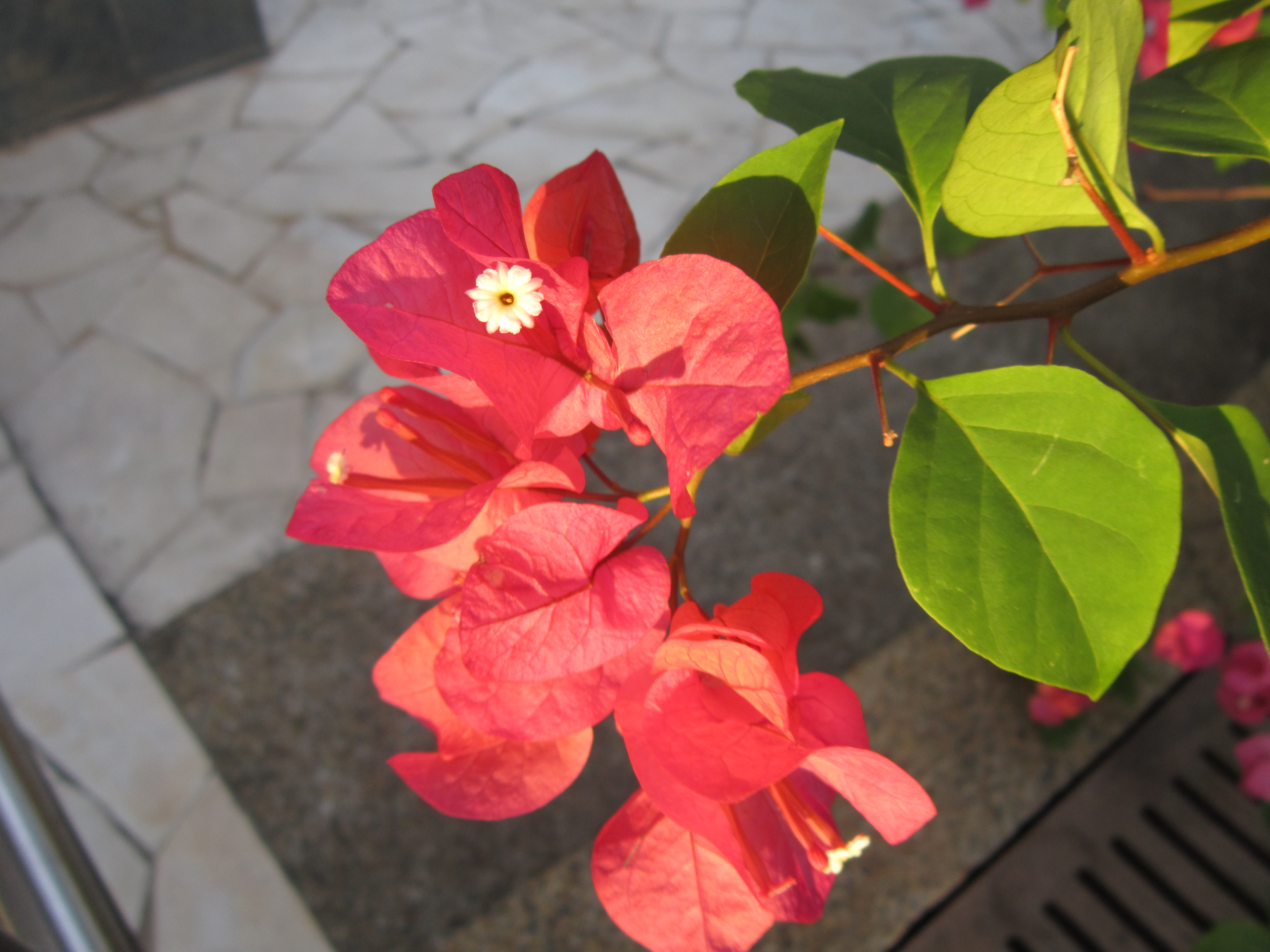 Sample Photographs : Canon PowerShot A3300 IS - Compact Power