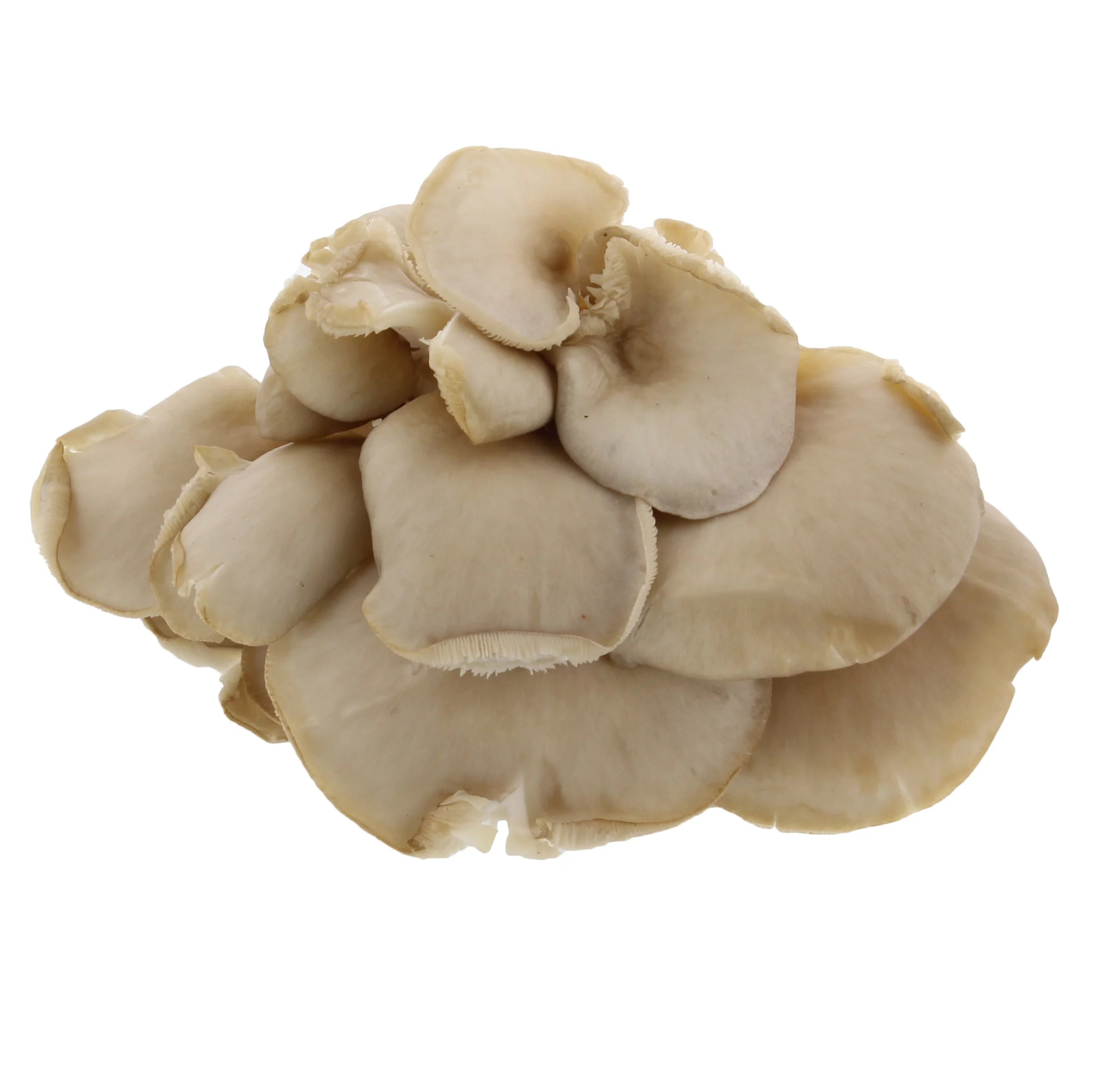 Fresh Oyster Mushroom Shop Mushrooms at HEB