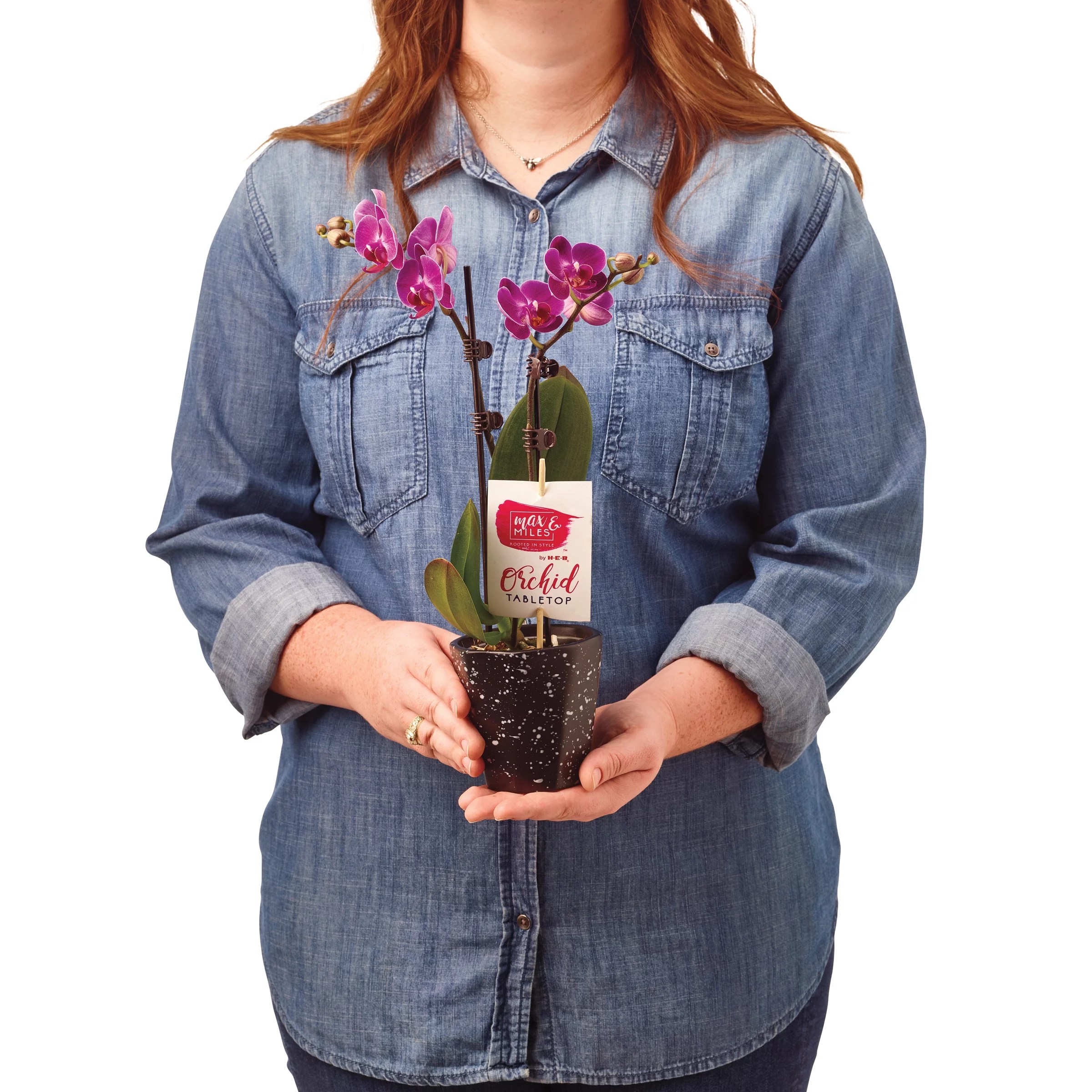 Max & Miles Tabletop Orchid Shop Flowers & Gift Baskets at HEB