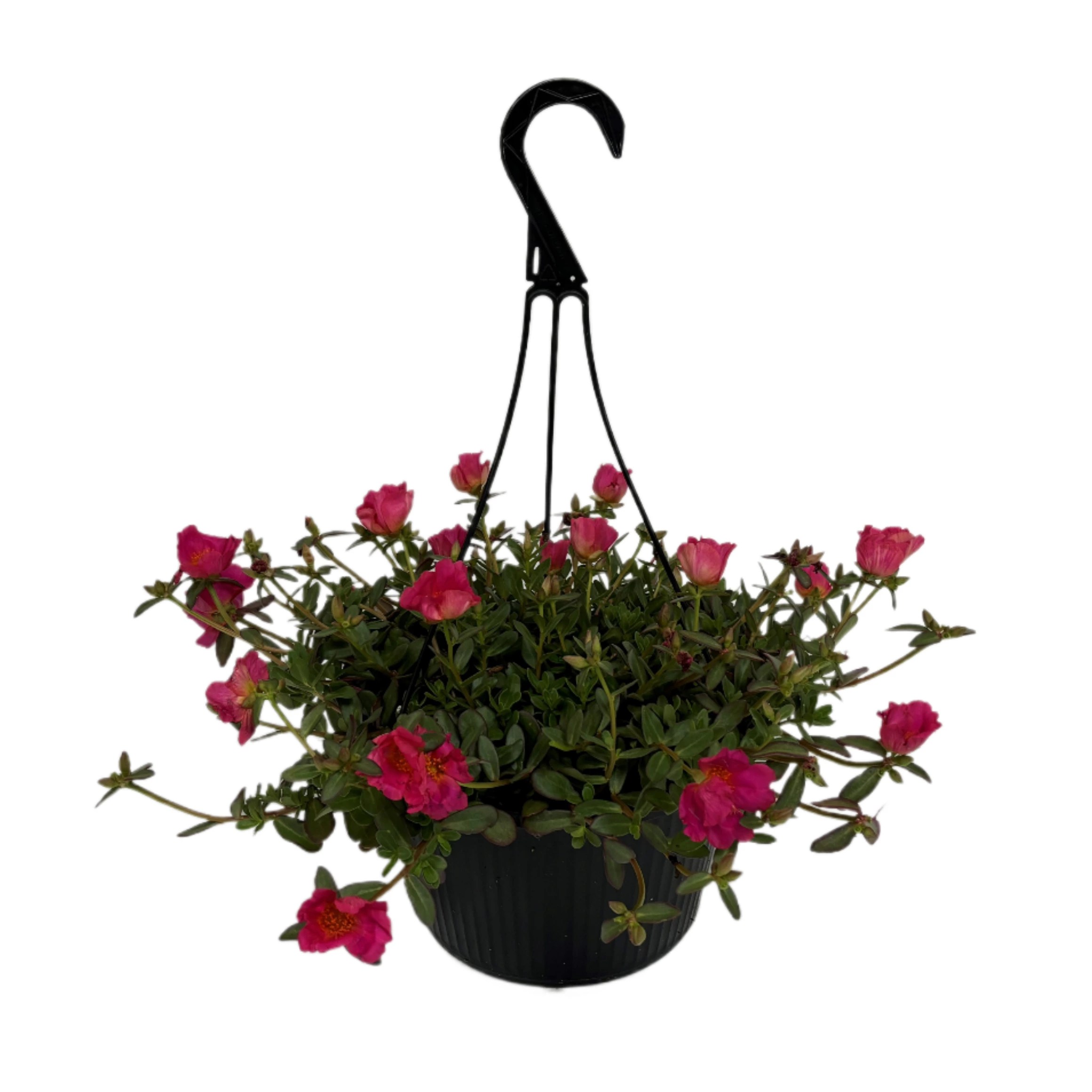 Texas Backyard Purslane Hanging Basket, Assorted Colors Shop Potted