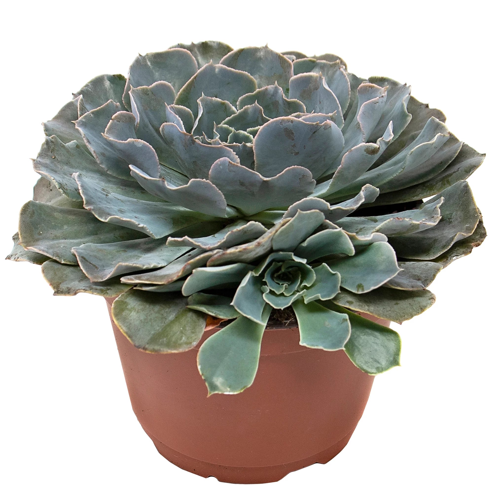 Theut's Flower Barn Succulent Potted Plant Shop Patio & Outdoor at HEB