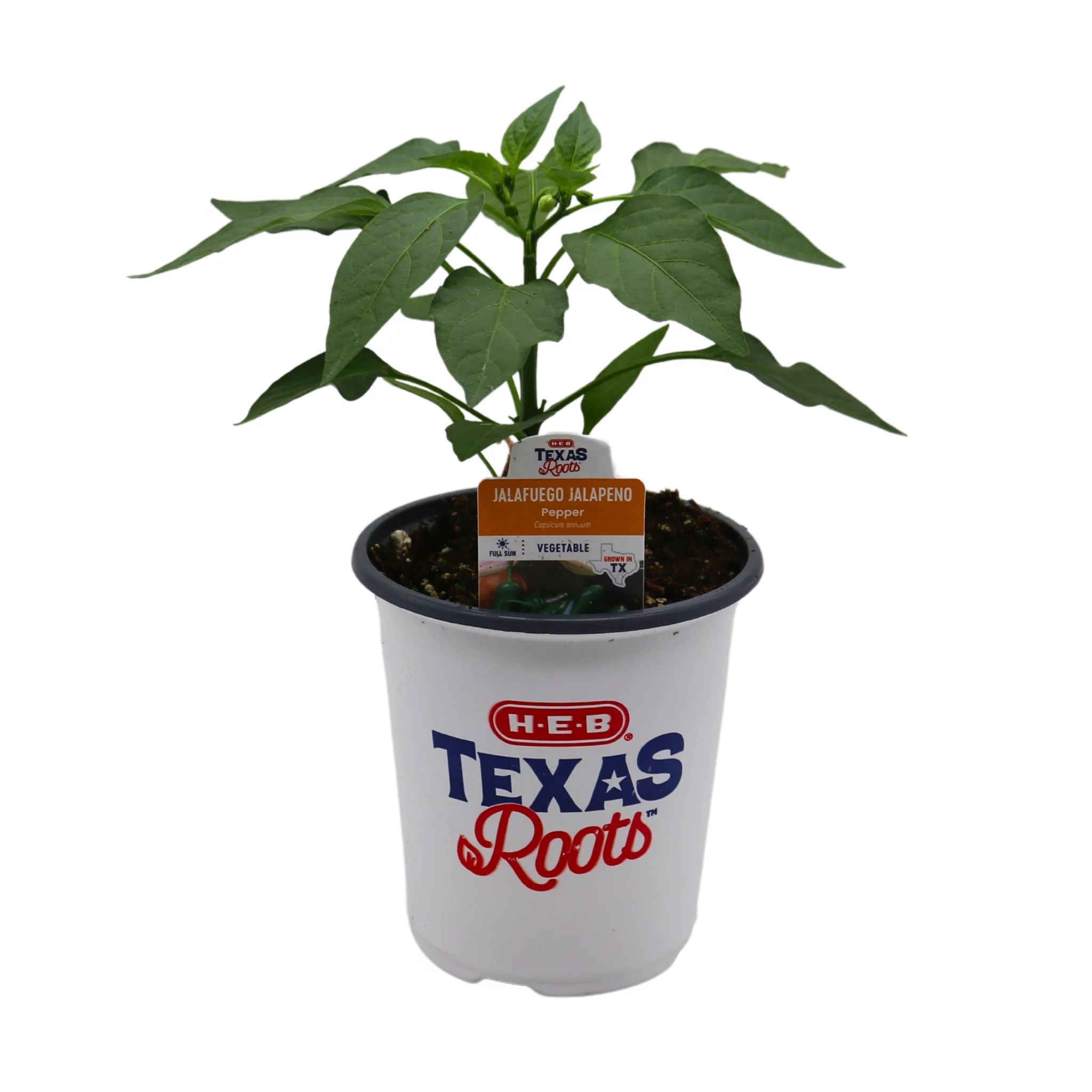 HEB Jalafuego Jalapeno Pepper Shop Patio & Outdoor at HEB