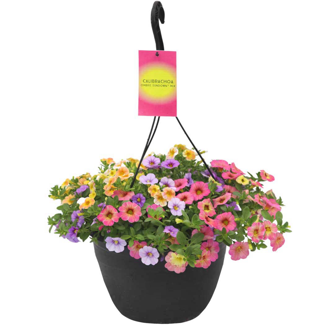 Spring Creek Growers Calibrachoa Ombre Sundown Mix Hanging Basket