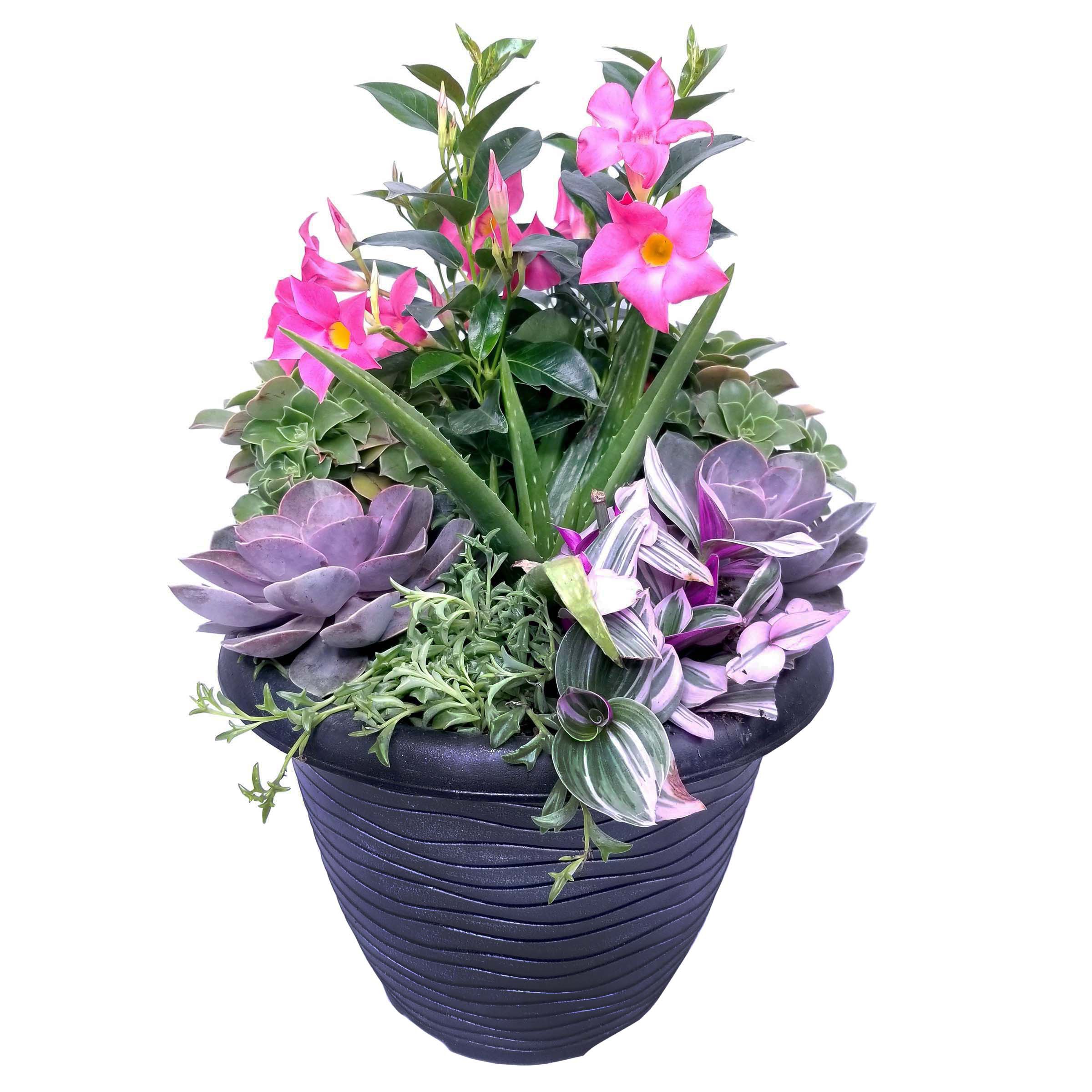 Theut's Flower Barn Succulent Combo in Patio Planter Shop Patio