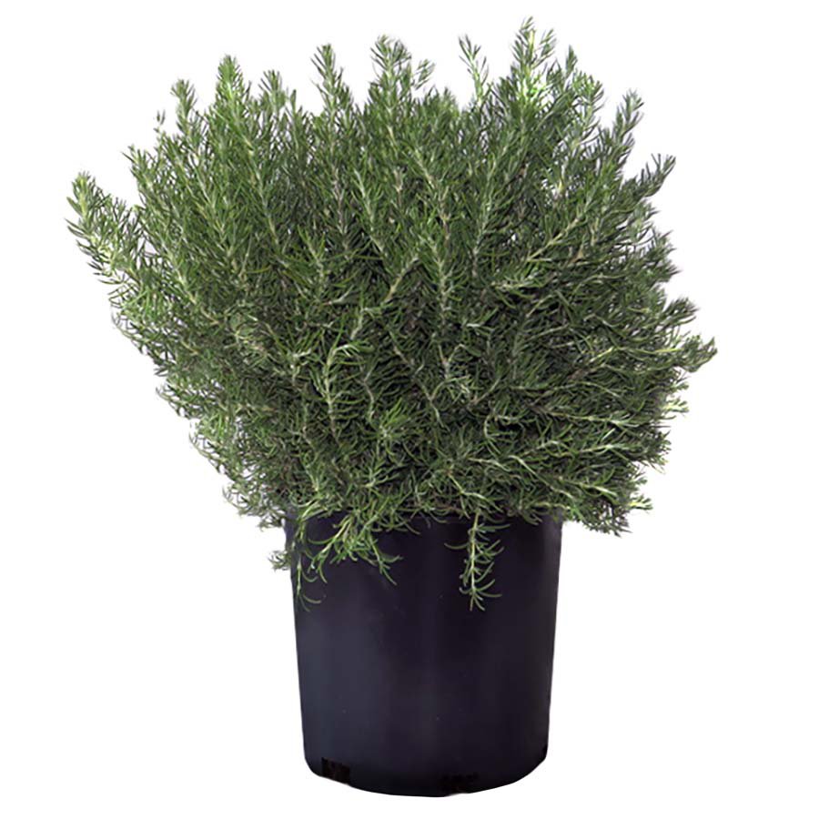 Greenleaf Nursery Roman Beauty Rosemary Potted Plant Shop Potted
