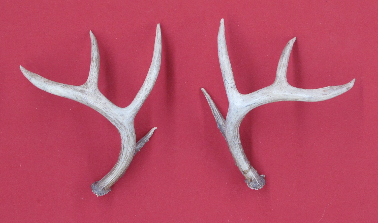 Antlers and Horns WHITE TAIL DEER RATTLING ANTLERS (23349970