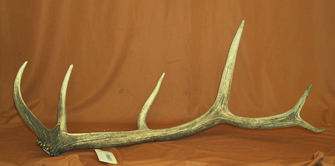 Antlers and Horns ELK SIDES (24850165)