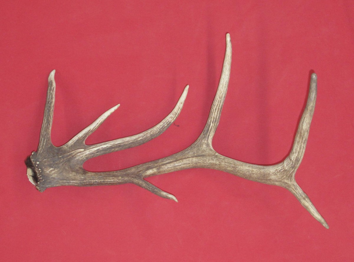 Antlers and Horns ELK SIDES (24859958)