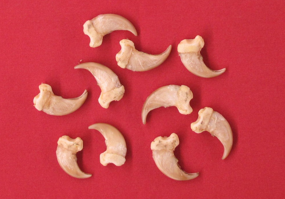 Claws BLACK BEAR (27359990)