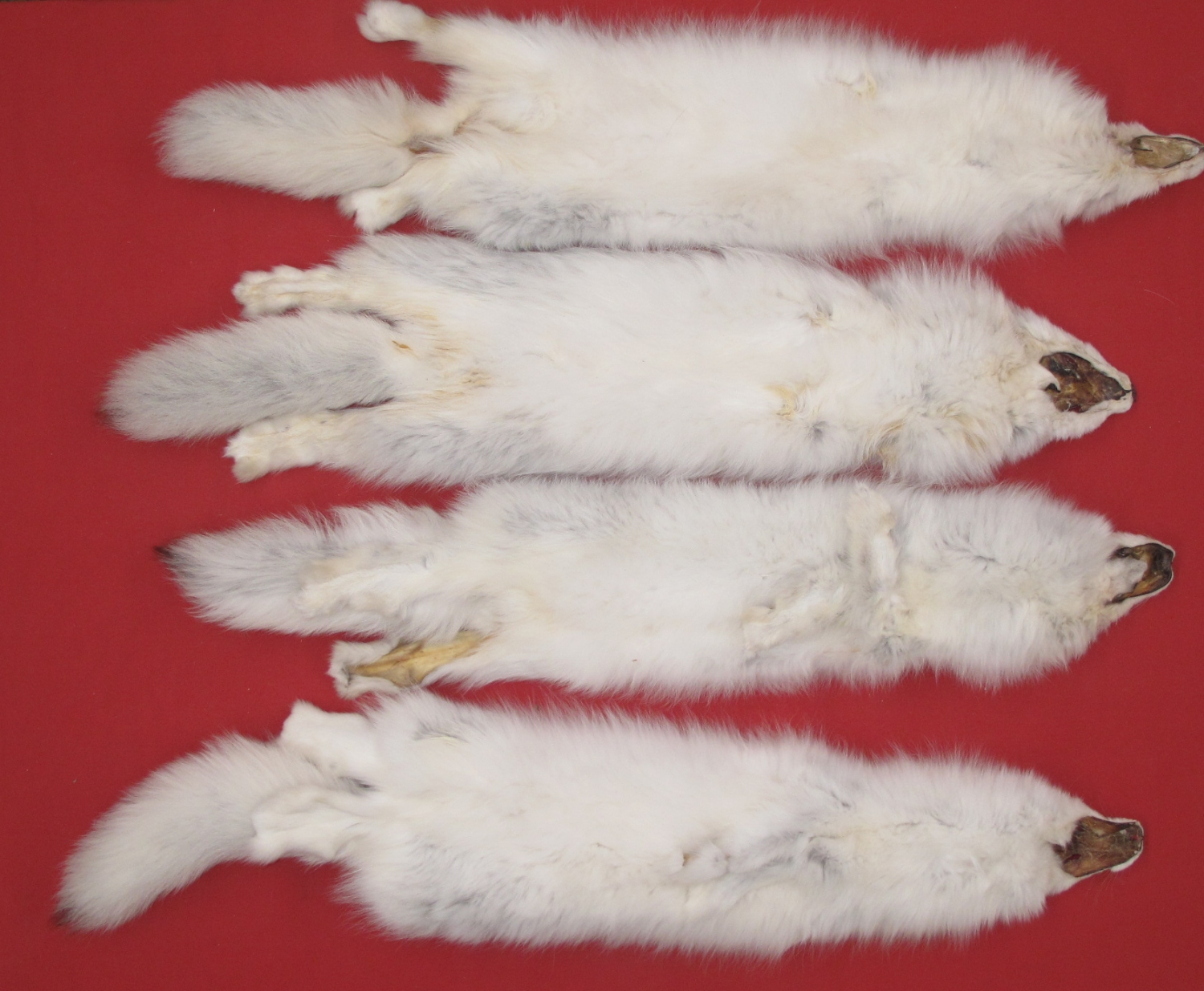 Raw Fur WHITE FOX (35950023)