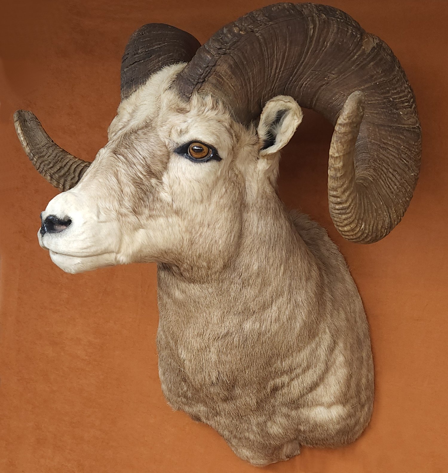 Taxidermy MOUNTS (40500090)