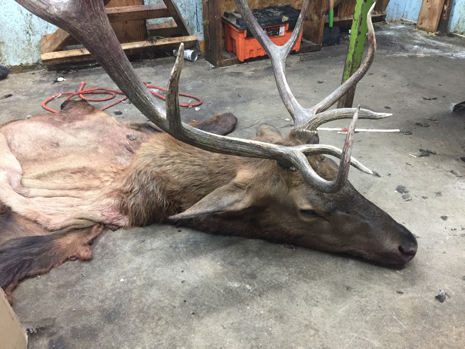 Taxidermy ELK CAPES (43500328)