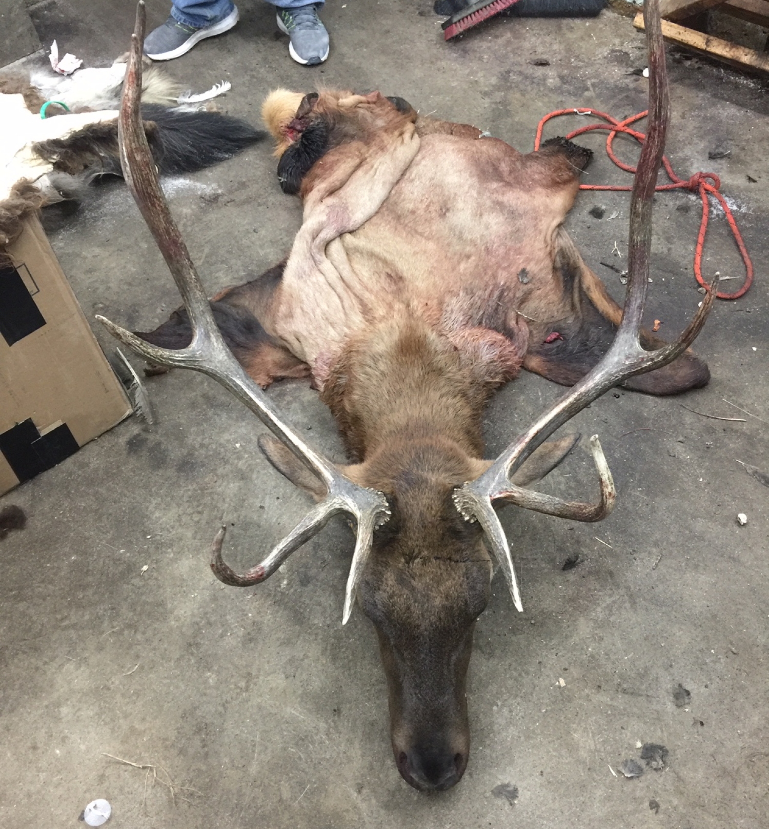 Taxidermy ELK CAPES (43500328)