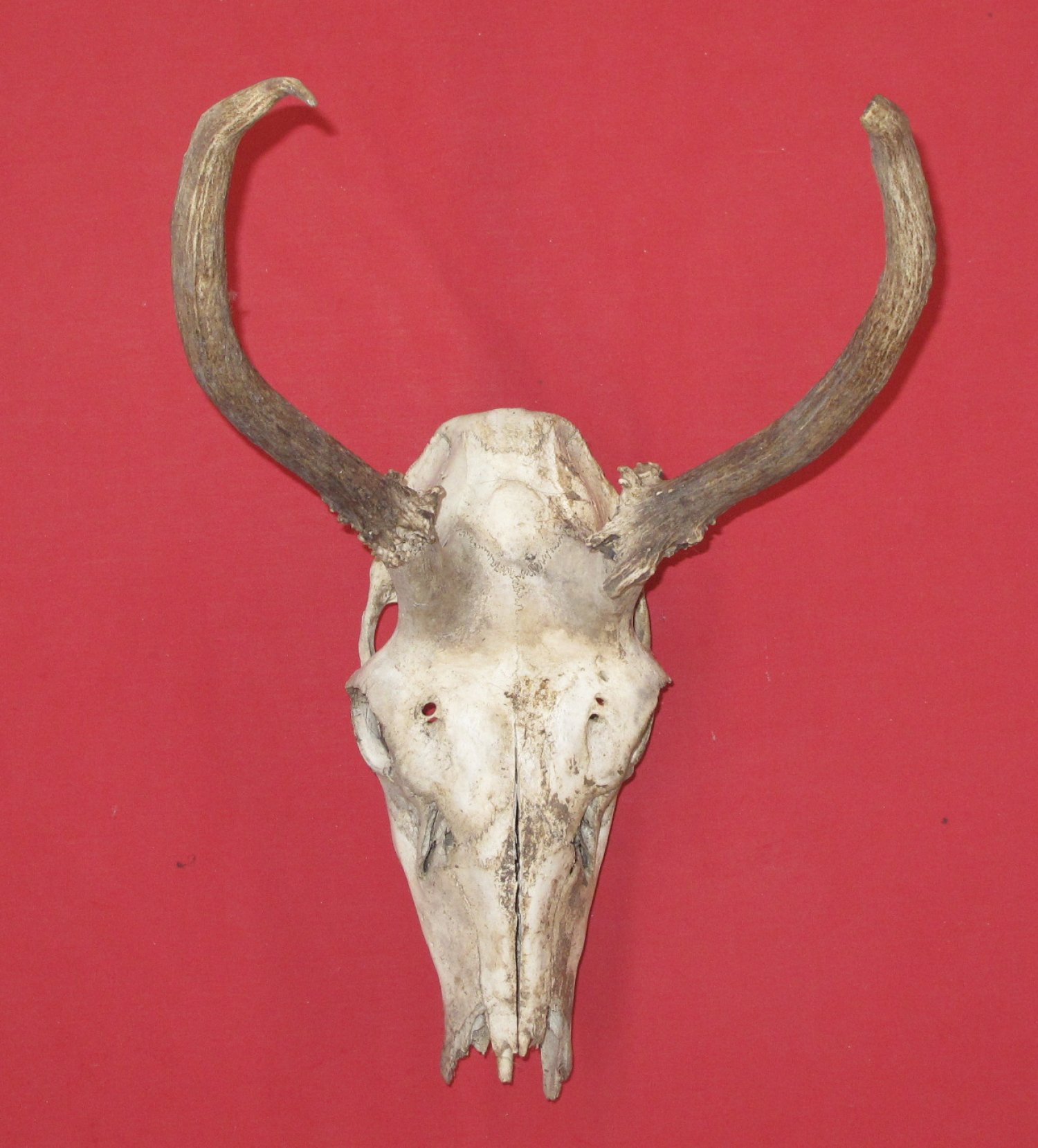 Bones ELK SKULL (51570178)