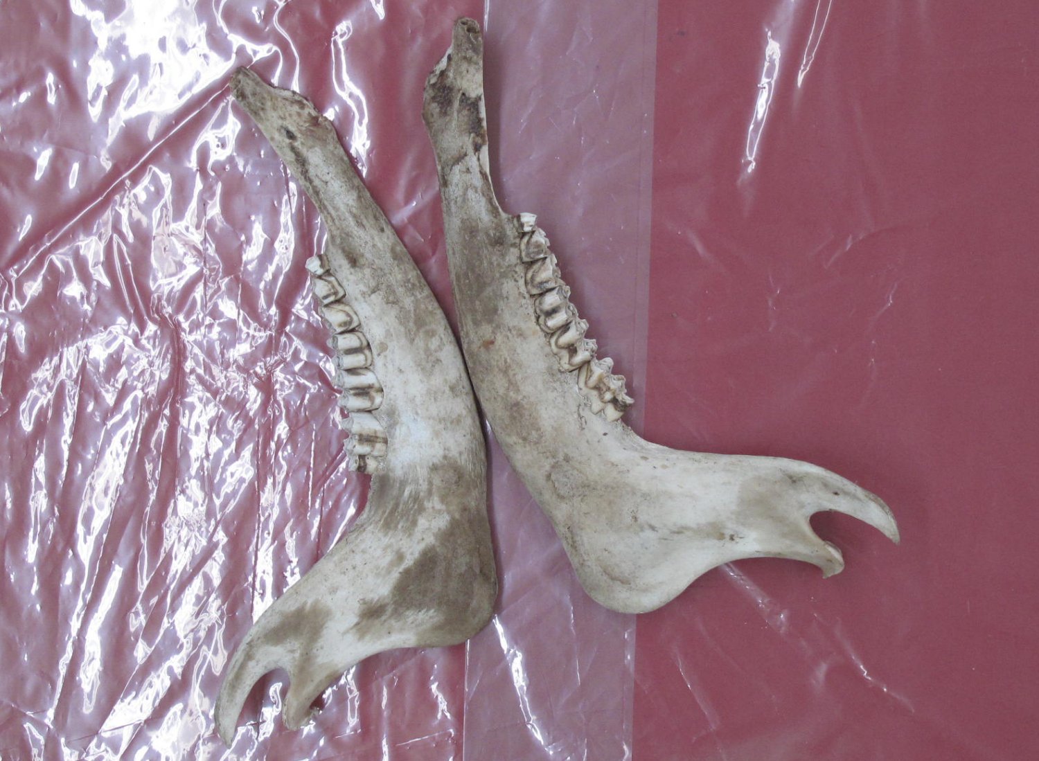 Bones BUFFALO LOWER JAW (53290020)